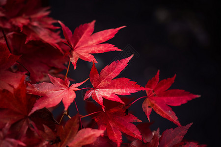红色的秋天树叶图片