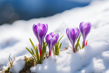 冬天盛开的花背景图片