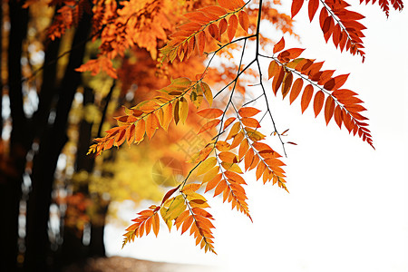 树上金红的树叶叶背景图片