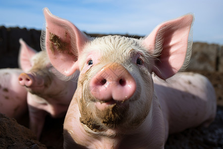 农场里的猪家畜农猪高清图片