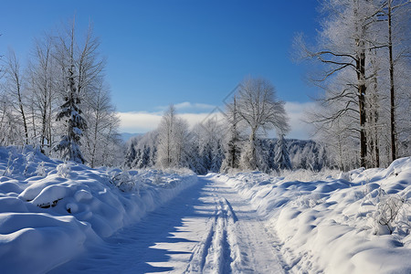 下雪后的风景图片