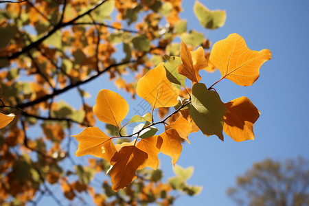 深秋的树叶白杨素材高清图片