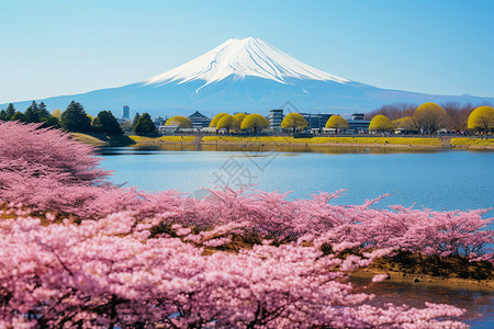 春天的富士山背景图片
