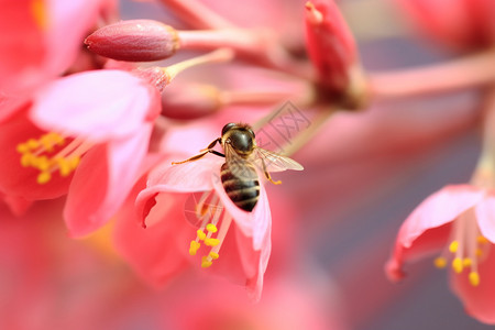 蜜蜂高清素材粉色花上的蜜蜂背景
