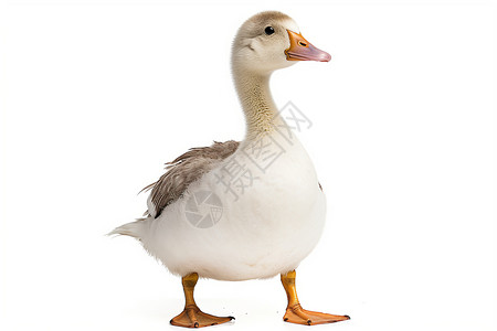 一只白色的鸭子背景图片