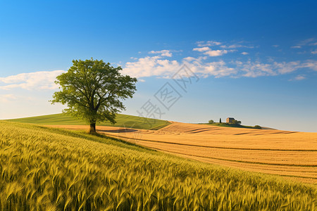 农村小麦景观图片