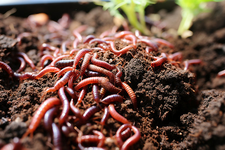 泥土里的红色蠕虫图片