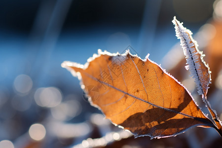立冬时节霜花多落满霜花的叶子背景