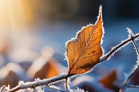 立冬时节霜花多叶子上的霜花背景