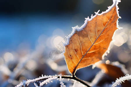 立冬时节霜花多结满霜花的叶子背景