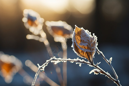 立冬时节霜花多叶子上的霜花背景