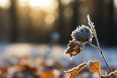 冰冬天冷冬天落满霜花的花背景