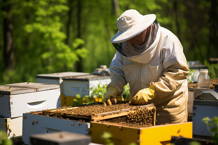 整理蜂蜜的养蜂人高清图片