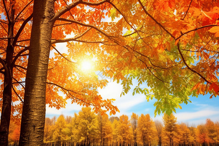 秋天森林黄叶和日落图片