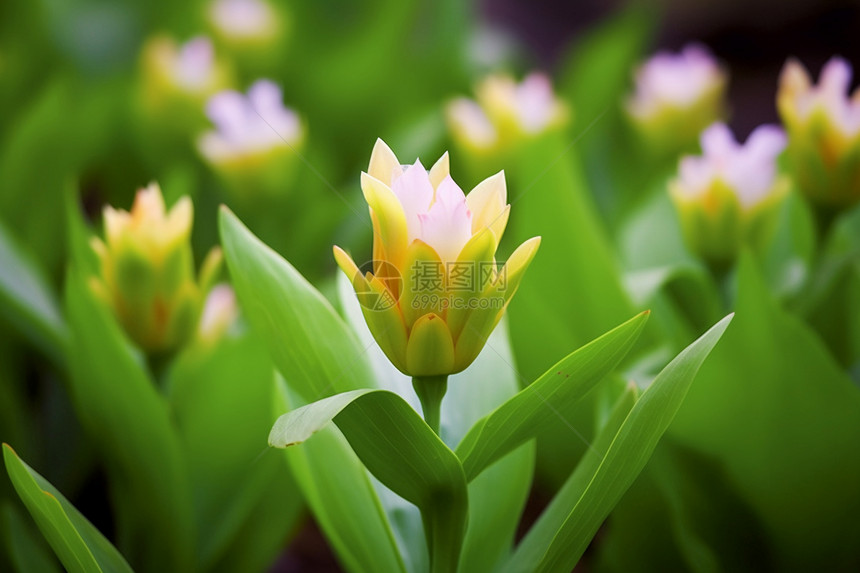 郁金香花开花图片