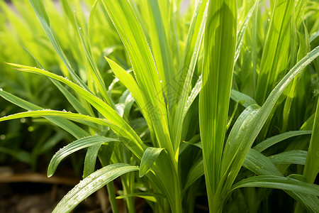 叶长茎公园里的绿植背景