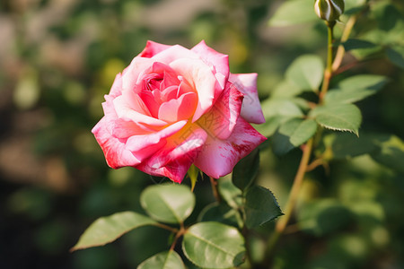艳丽的玫瑰花背景图片
