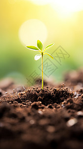在泥土中发芽种子在土壤中发芽背景