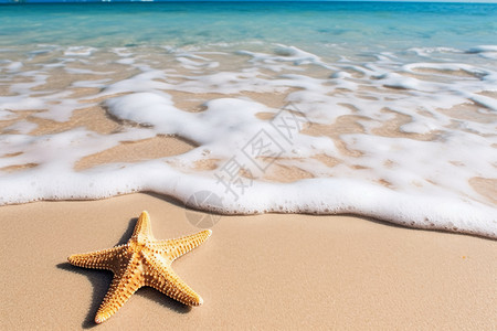 海星岛海滩热带海星背景