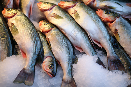 冷冻的鱼冷冻水产高清图片