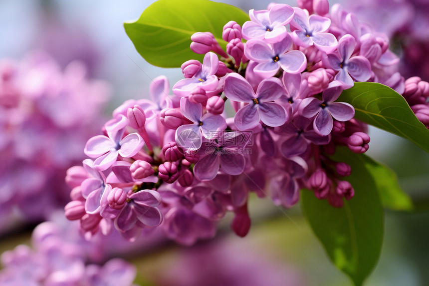 紫色花朵的近景图片