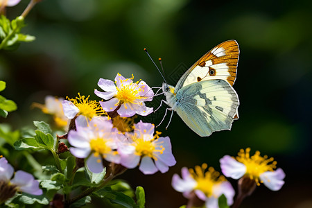 夏日花园中的蝴蝶图片