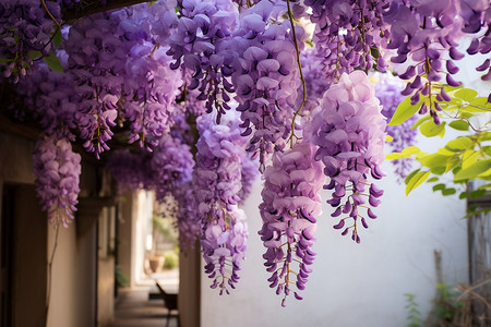 紫花藤蔓边框紫花悬挂在户外背景