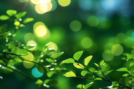 模糊了夏天夏日绿意背景