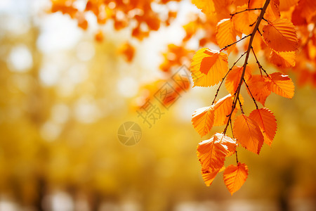 秋日枫叶红背景图片