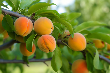 果树上生长的杏高清图片