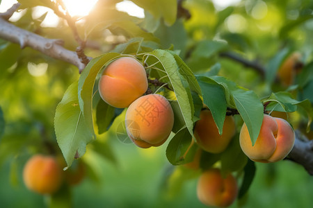 果园中的杏树图片