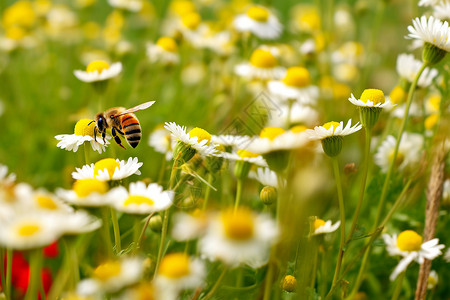 蜜蜂在美丽的花朵上图片