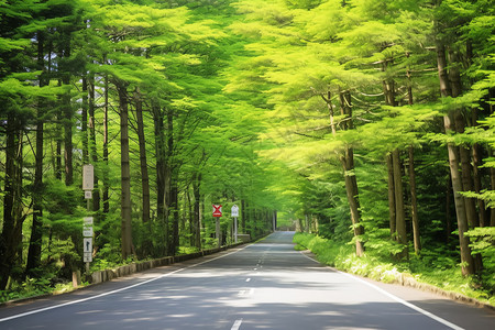 落叶松锥夏天旅行景观背景