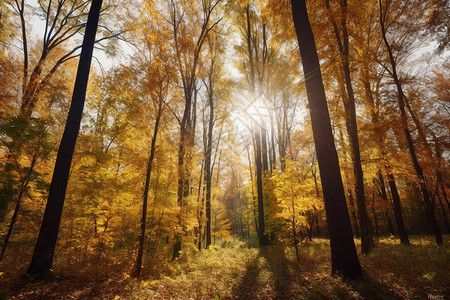 秋天金色森林背景图片