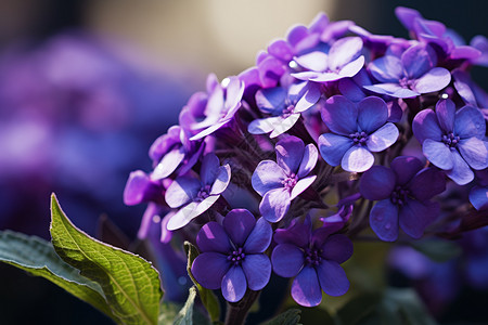 美丽的紫色绣球花背景图片