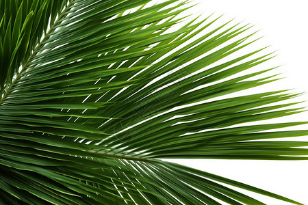 热带的棕榈叶背景图片
