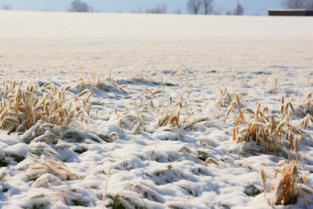 冬季白雪皑皑的田野景观图片