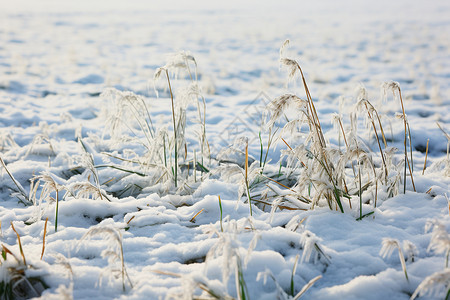 冬季冰冻的田野景观图片