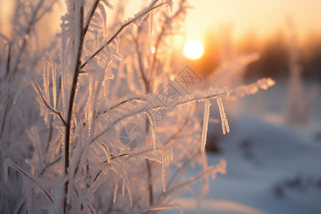 日出时森林白雪覆盖的景观图片