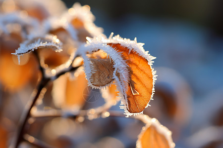 户外白雪覆盖的树叶图片