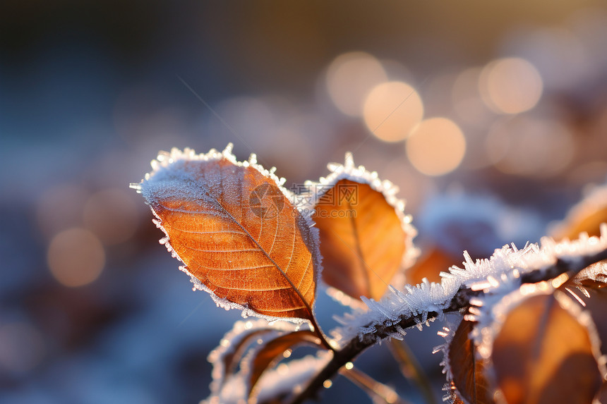 闪闪发光的霜冻树叶图片