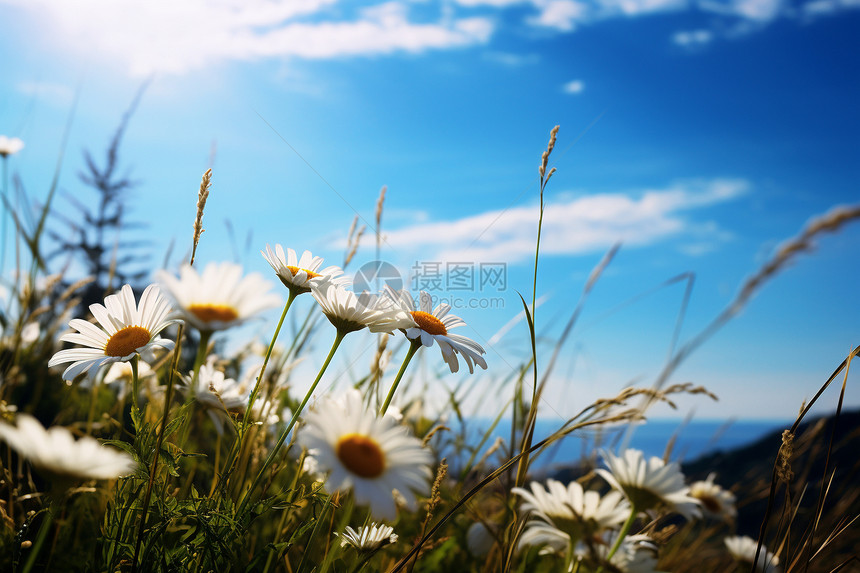 夏天山间草甸盛开的洋甘菊图片