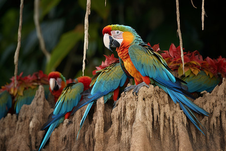 热带地区的金刚鹦鹉高清图片