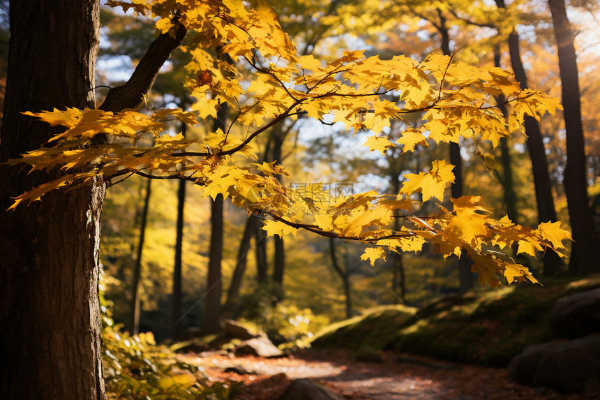 阳光明媚的秋天森林公园景观图片