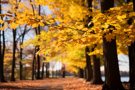 秋天森林公园的美丽景观图片