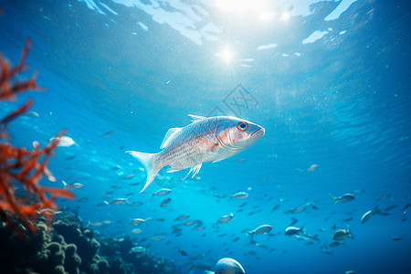 海底闪亮的热带鱼图片