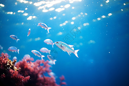 清澈海底的热带鱼图片