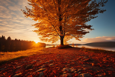 美丽的秋季桦树景观图片