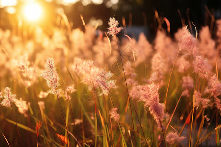 夏季乡村中的芦苇草背景图片