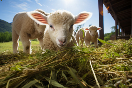 农场养殖场中的羊群图片